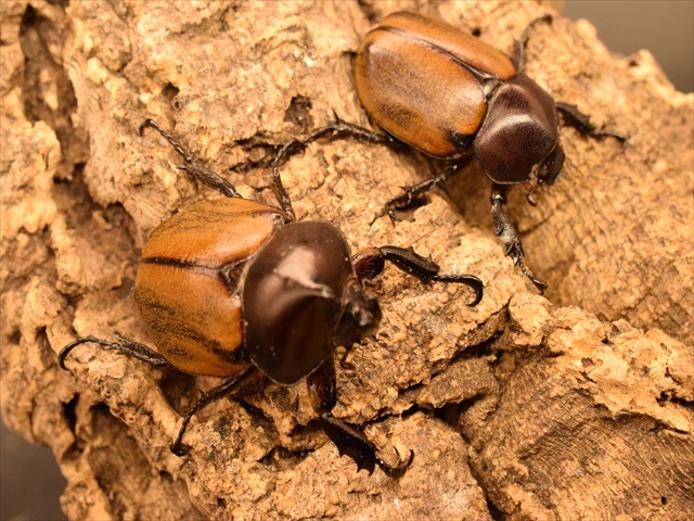 【幼虫ペア】フンボルトヒナカブト【3令】