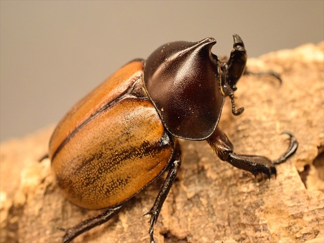 【幼虫ペア】フンボルトヒナカブト【3令】