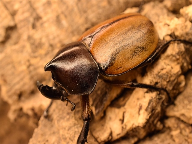 【幼虫ペア】フンボルトヒナカブト【3令】