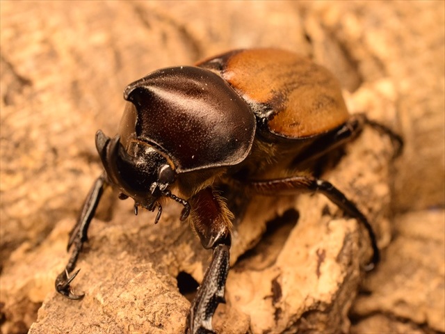 【幼虫ペア】フンボルトヒナカブト【3令】