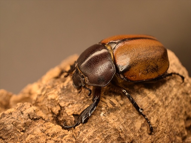 【幼虫ペア】フンボルトヒナカブト【3令】