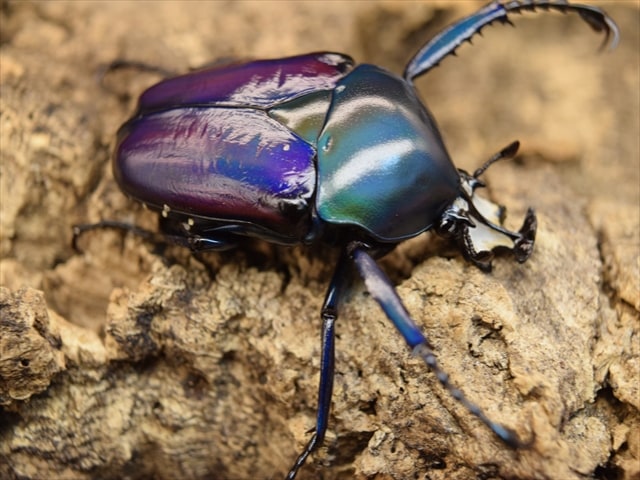 大型新成虫】シロヘリミドリツノカナブンペア | カナブン、コガネムシ