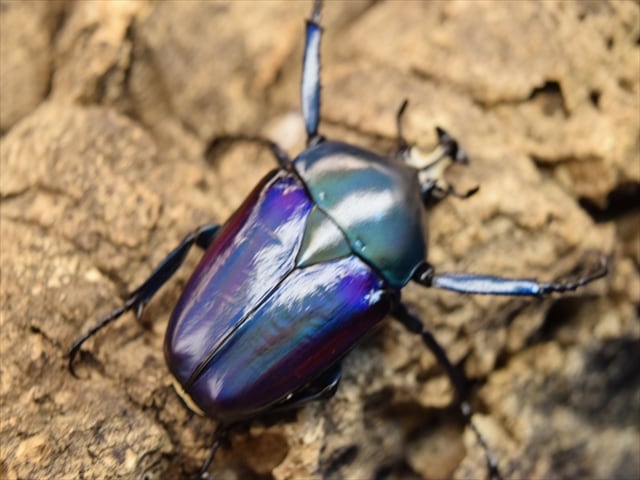 ★　シロヘリミドリツノカナブン　②★　ペア　シロヘリ　カナブン シロヘリミドリツノカナブン ♂1♀2 トリオ シロヘリ シロヘリオオツノ