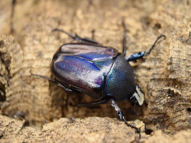 ★　シロヘリミドリツノカナブン　②★　ペア　シロヘリ　カナブン シロヘリミドリツノカナブン ♂1♀2 トリオ シロヘリ シロヘリオオツノ
