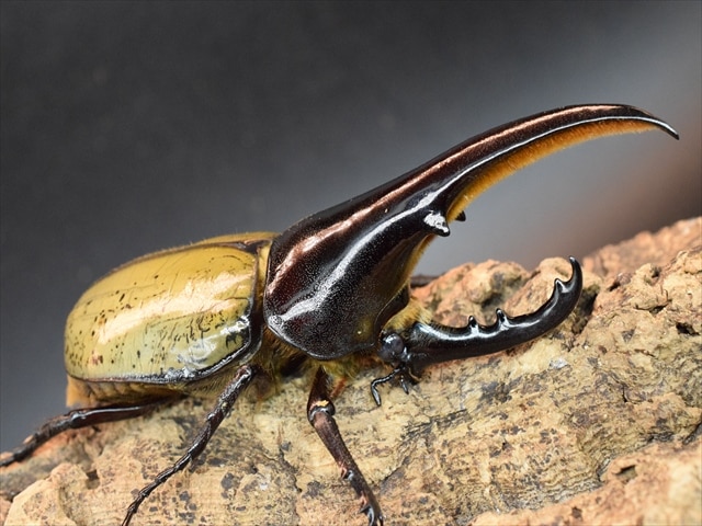 【極太完品】DHヘラクレス119mmペア