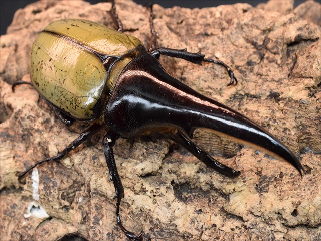 【極太完品】DHヘラクレス119mmペア