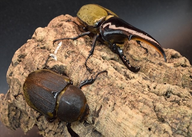 【極太完品】DHヘラクレス119mmペア