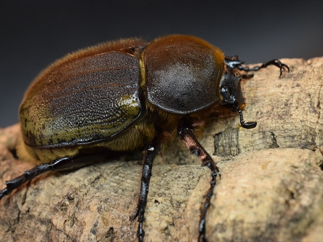 【極太完品】DHヘラクレス119mmペア