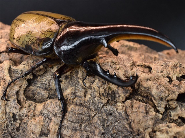 【極太完品】DHヘラクレス119mmペア