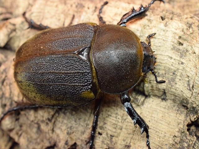 【極太完品】DHヘラクレス119mmペア