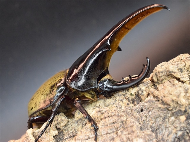 【極太完品】DHヘラクレス119mmペア