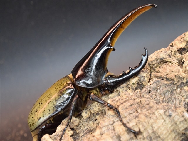 【極太完品】DHヘラクレス119mmペア