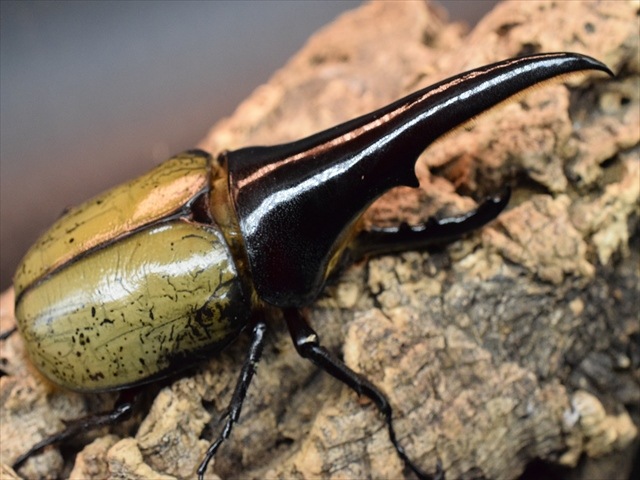 【極太完品】DHヘラクレス119mmペア