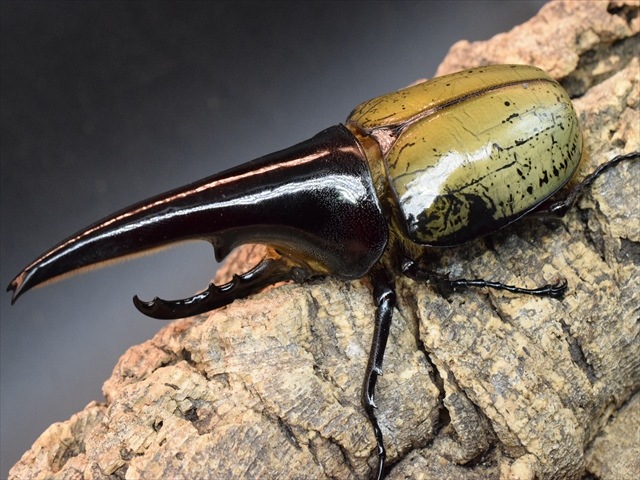 【極太完品】DHヘラクレス119mmペア