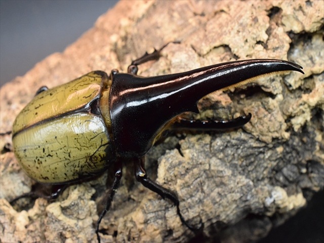 【極太完品】DHヘラクレス119mmペア