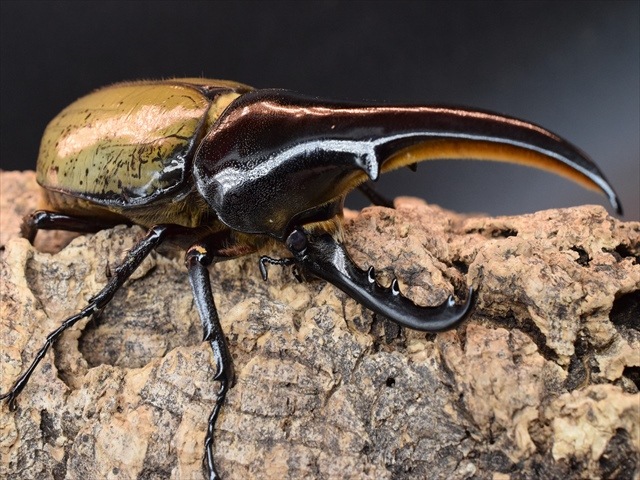 【極太完品】DHヘラクレス119mmペア