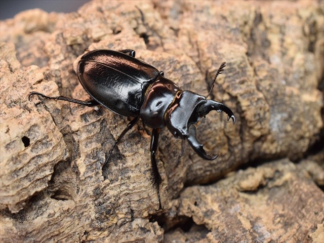 【希少】ミクラミヤマクワガタ35ｍｍペア