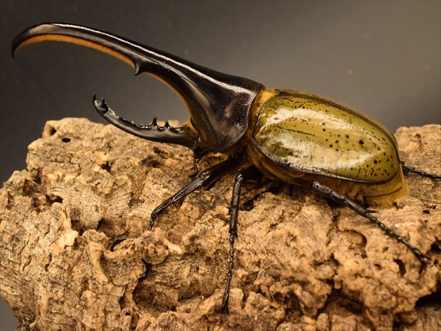 野外品ヘラクレスヘラクレス ヘラクレスオオカブト_ヘラクレス ヘラクレス 極太極短系統