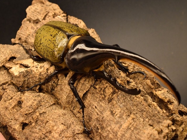 D.y ヘラクレスヘラクレス　1996年入荷野外品 美形】ヘラクレス・ヘラクレス150mmペア | 外国産カブトムシ