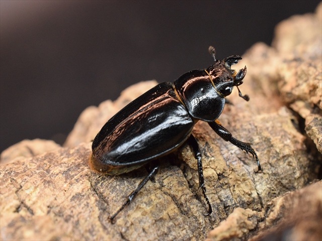 【希少】ミクラミヤマクワガタ33mmペア