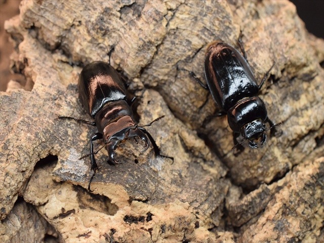 【希少】ミクラミヤマクワガタ33mmペア