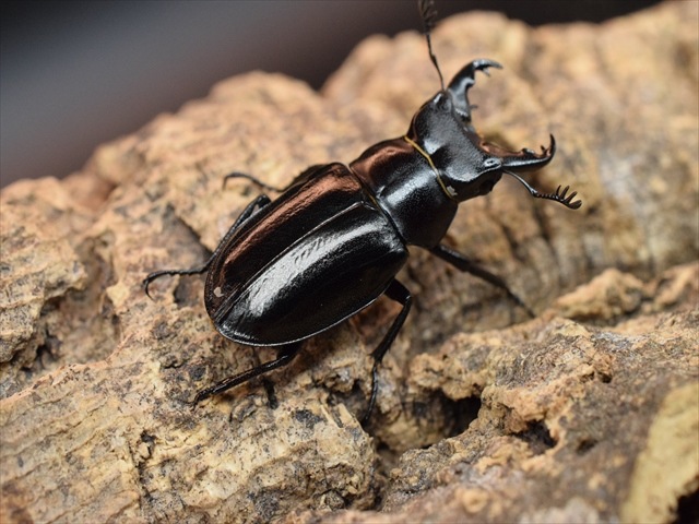 【希少】ミクラミヤマクワガタ33mmペア