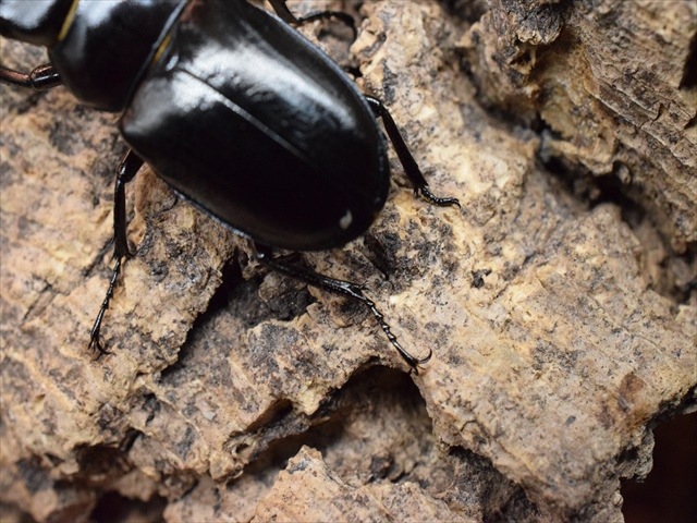 【希少】ミクラミヤマクワガタ33mmペア