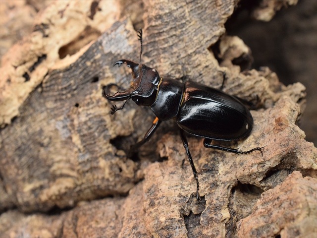 【希少】ミクラミヤマクワガタ33mmペア