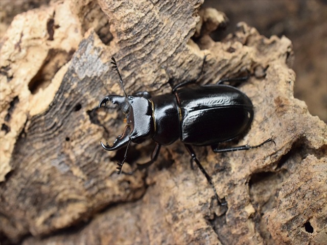 【希少】ミクラミヤマクワガタ33mmペア