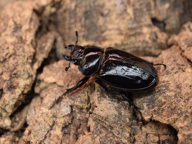 【希少】ミクラミヤマクワガタ33mmペア