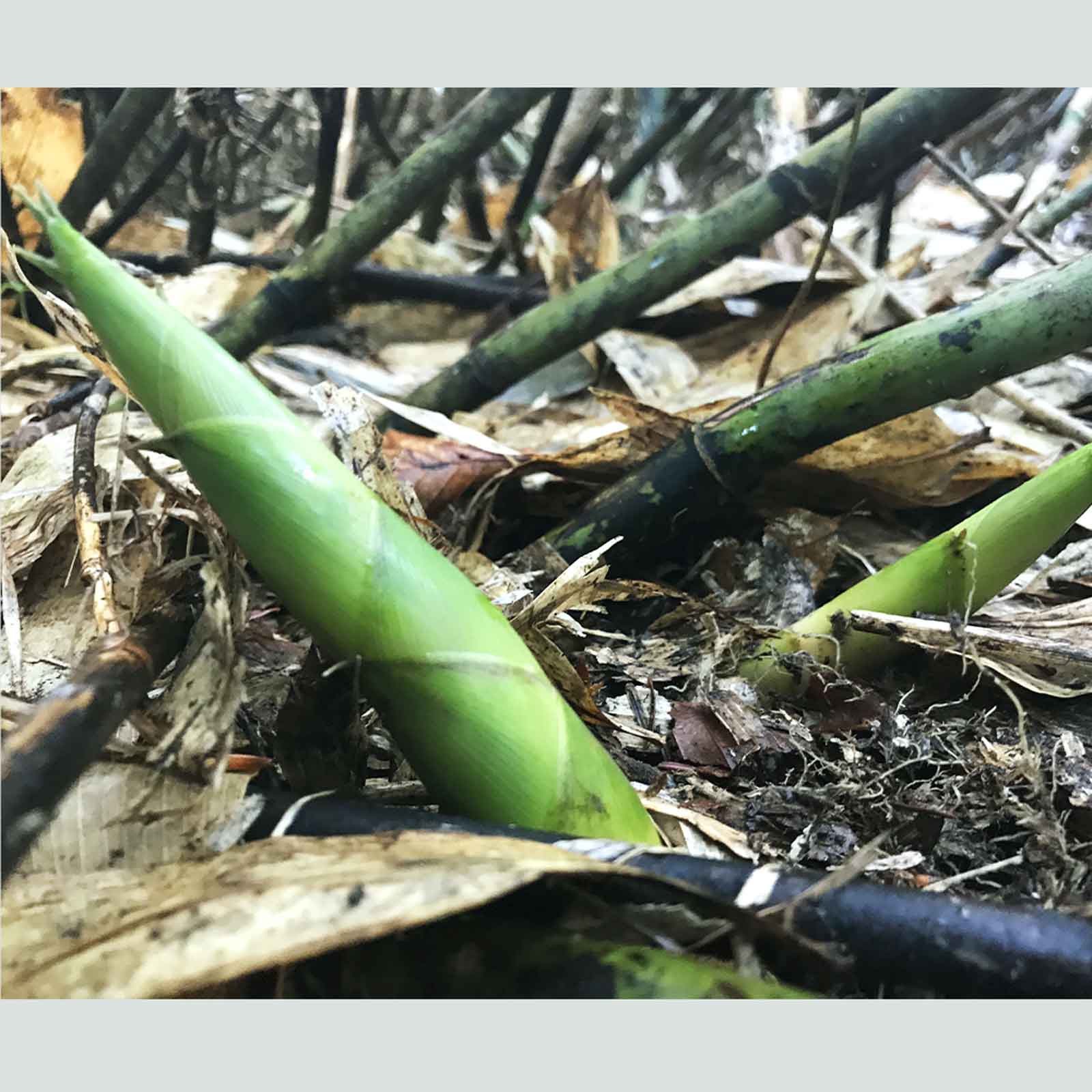 7UPキノコ/ヒメタケ採りフィールドワーク