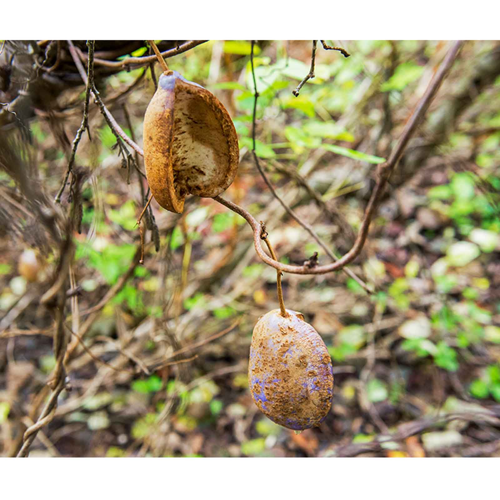 WAKAHATA social club/あけび蔓透かし編みかご(中)