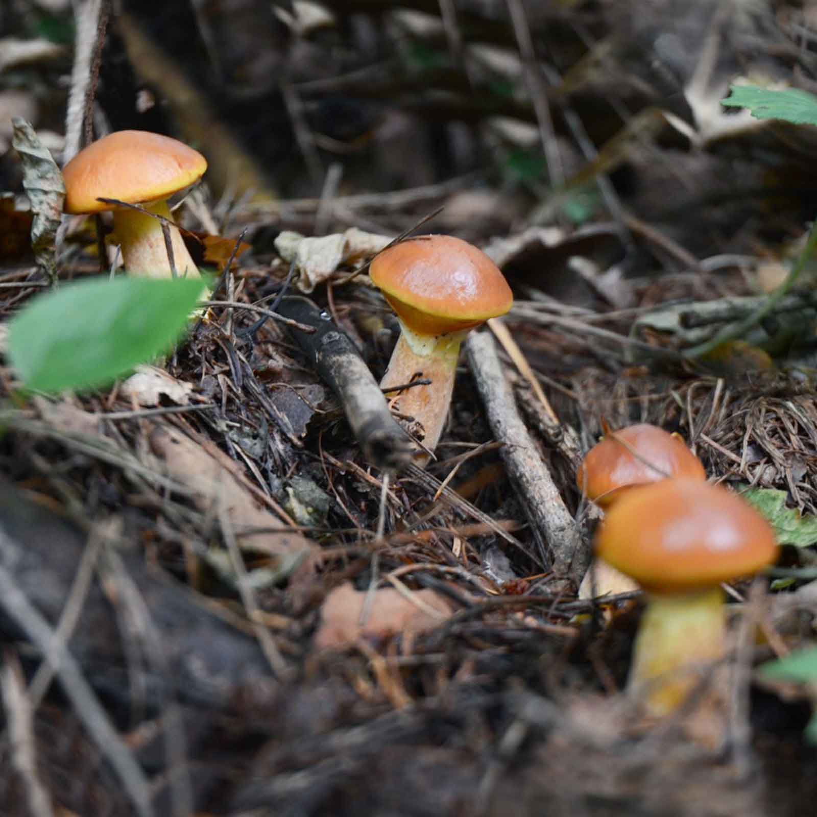 7UPキノコ/＜10.16.＞南昌山きのこフィールドワーク＆品評会 お土産きのこ付き!