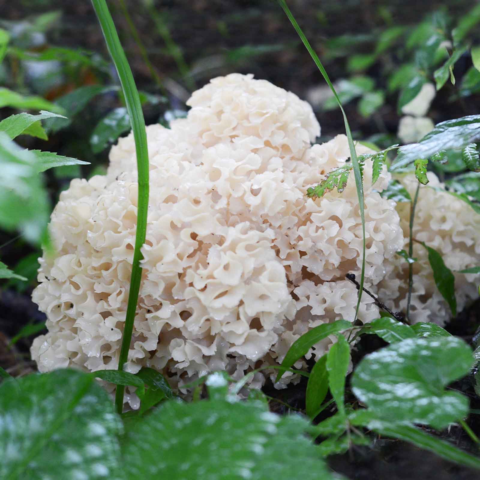 7UPキノコ/＜10.16.＞南昌山きのこフィールドワーク＆品評会 お土産きのこ付き!