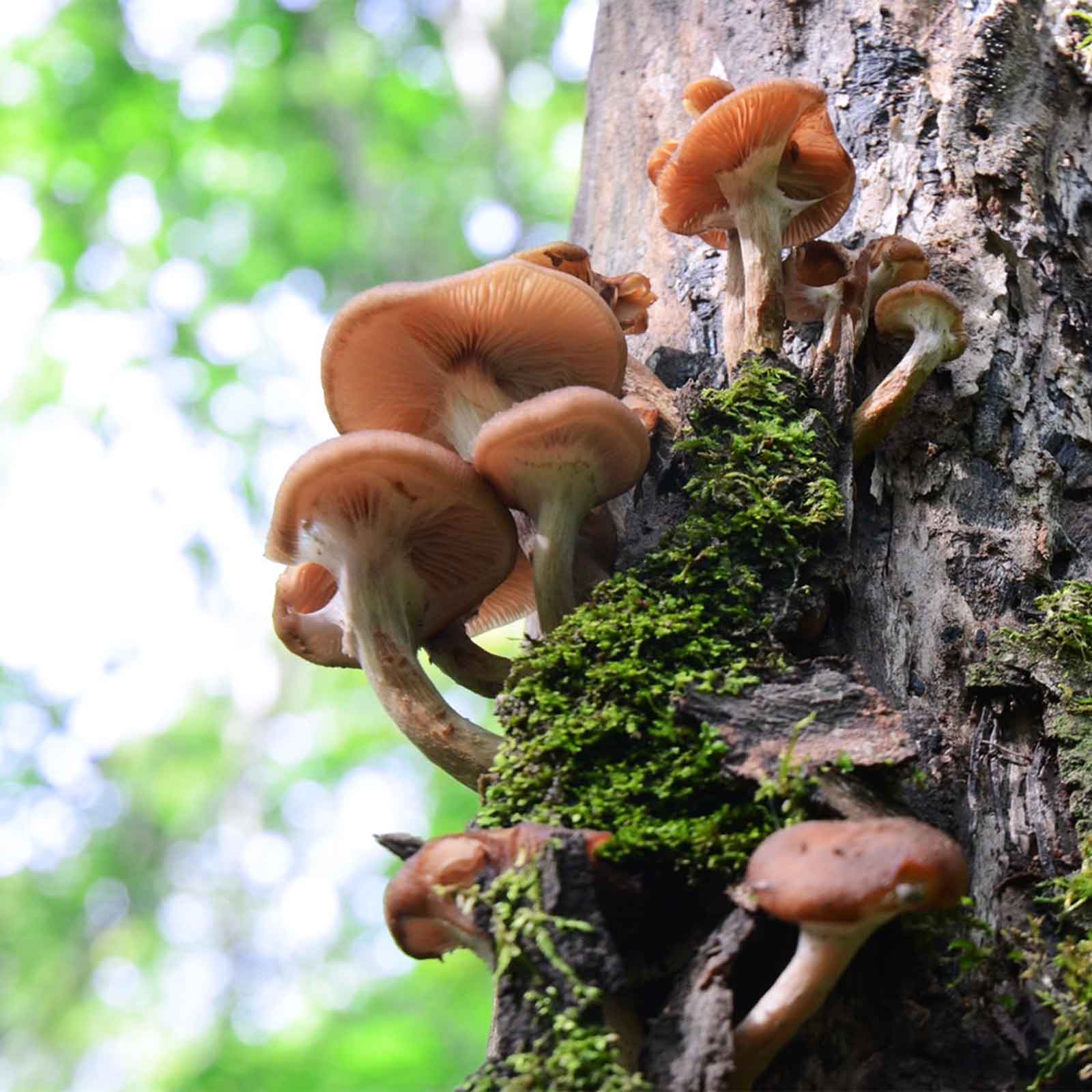 7UPキノコ/＜10.16.＞南昌山きのこフィールドワーク＆品評会 お土産きのこ付き!