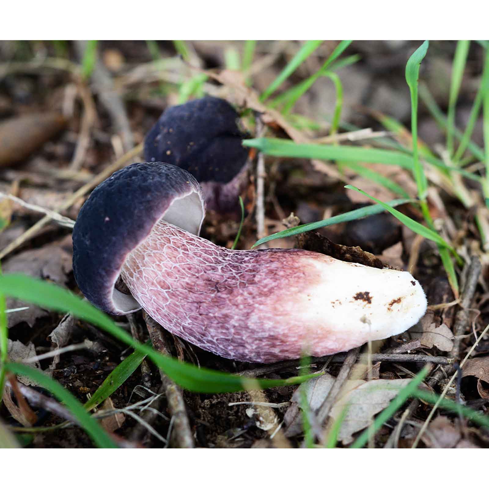 7UPキノコ/乾燥和製ポルチーニMIX