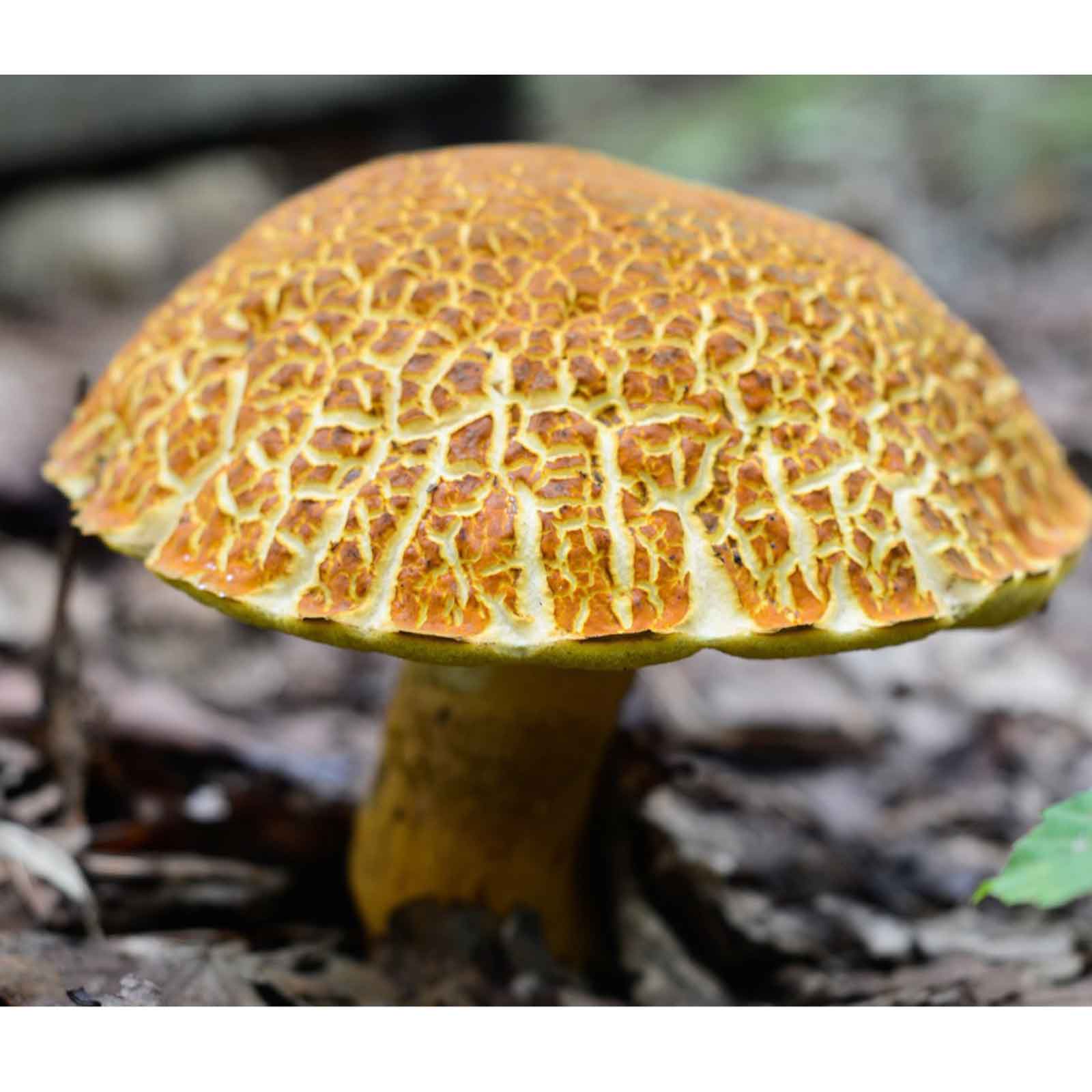 7UPキノコ/乾燥和製ポルチーニMIX