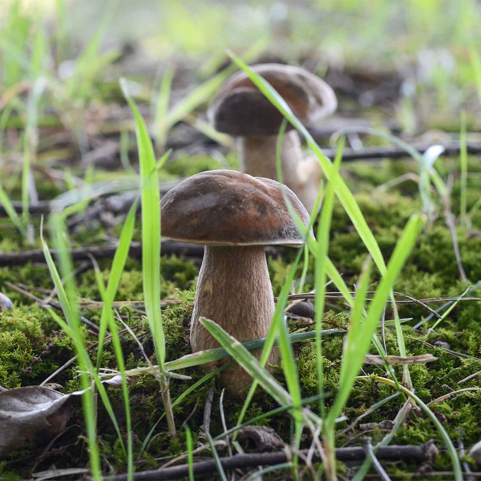 きのこ □Boletus sp. (ヤマドリタケ属 No.005)