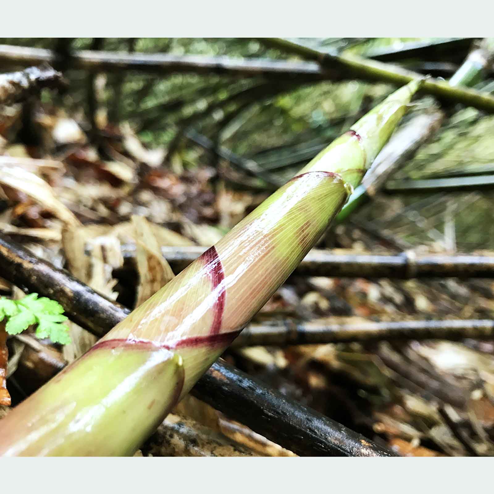 7UPキノコ/ヒメタケ採りフィールドワーク