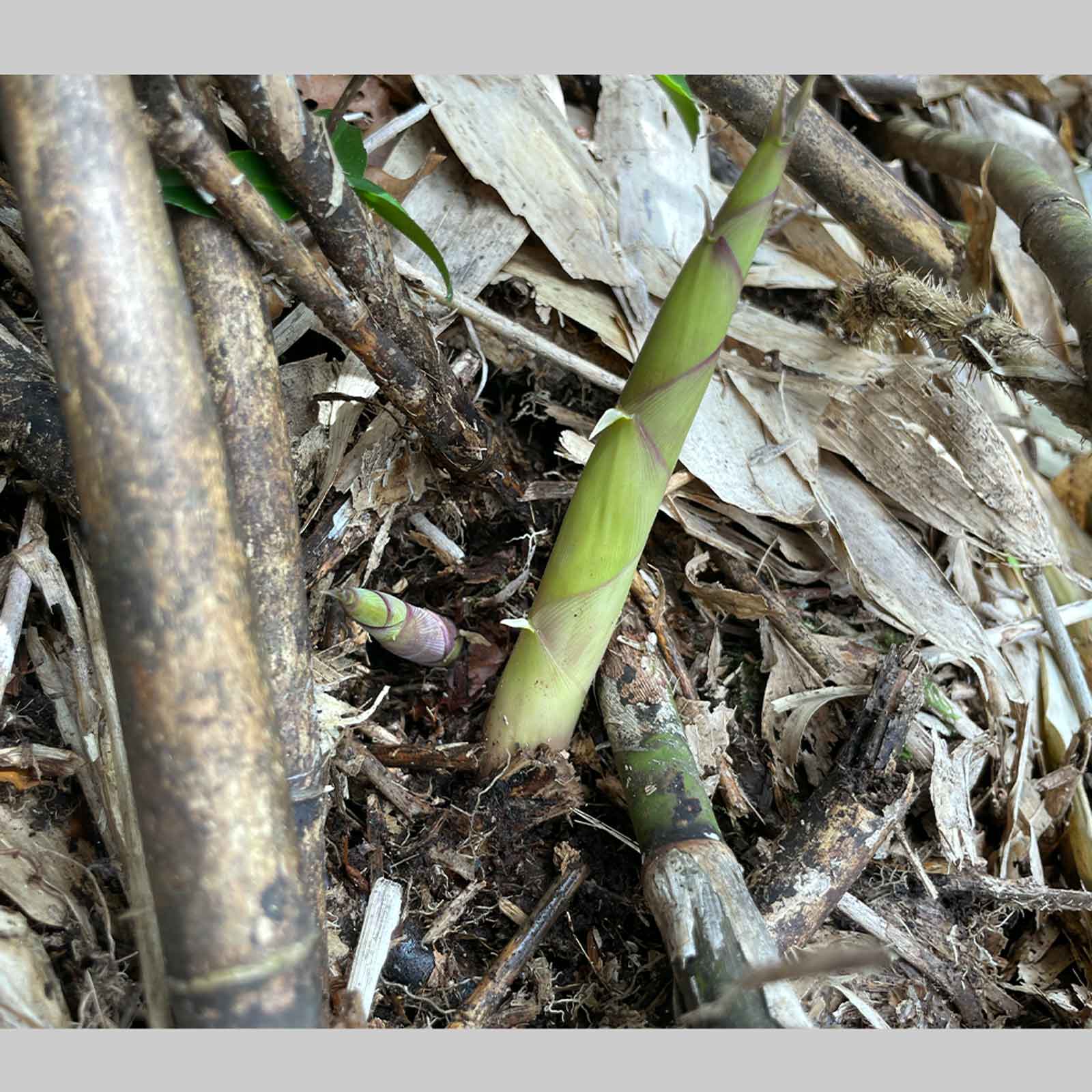 7UPキノコ/ヒメタケ採りフィールドワーク