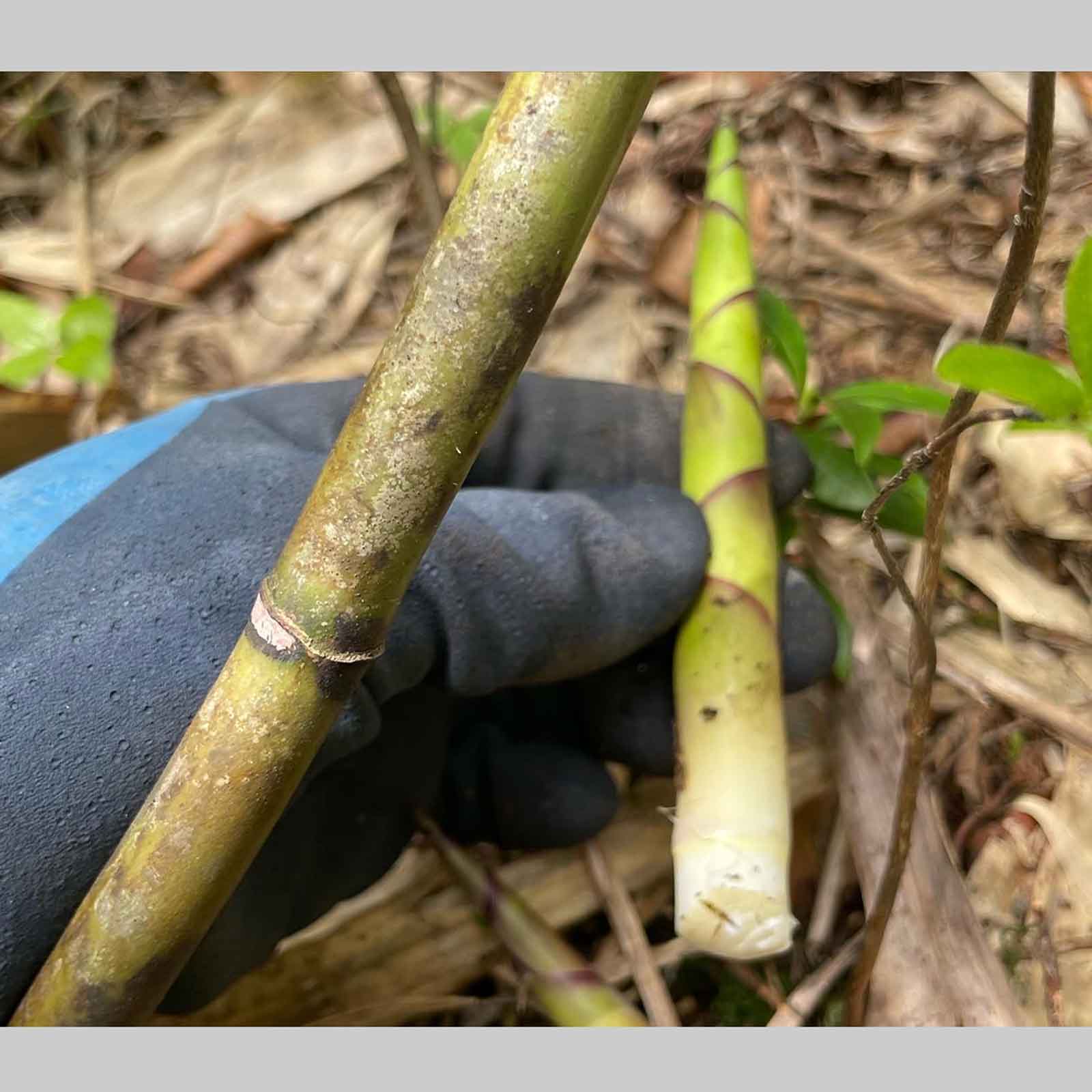 7UPキノコ/ヒメタケ採りフィールドワーク