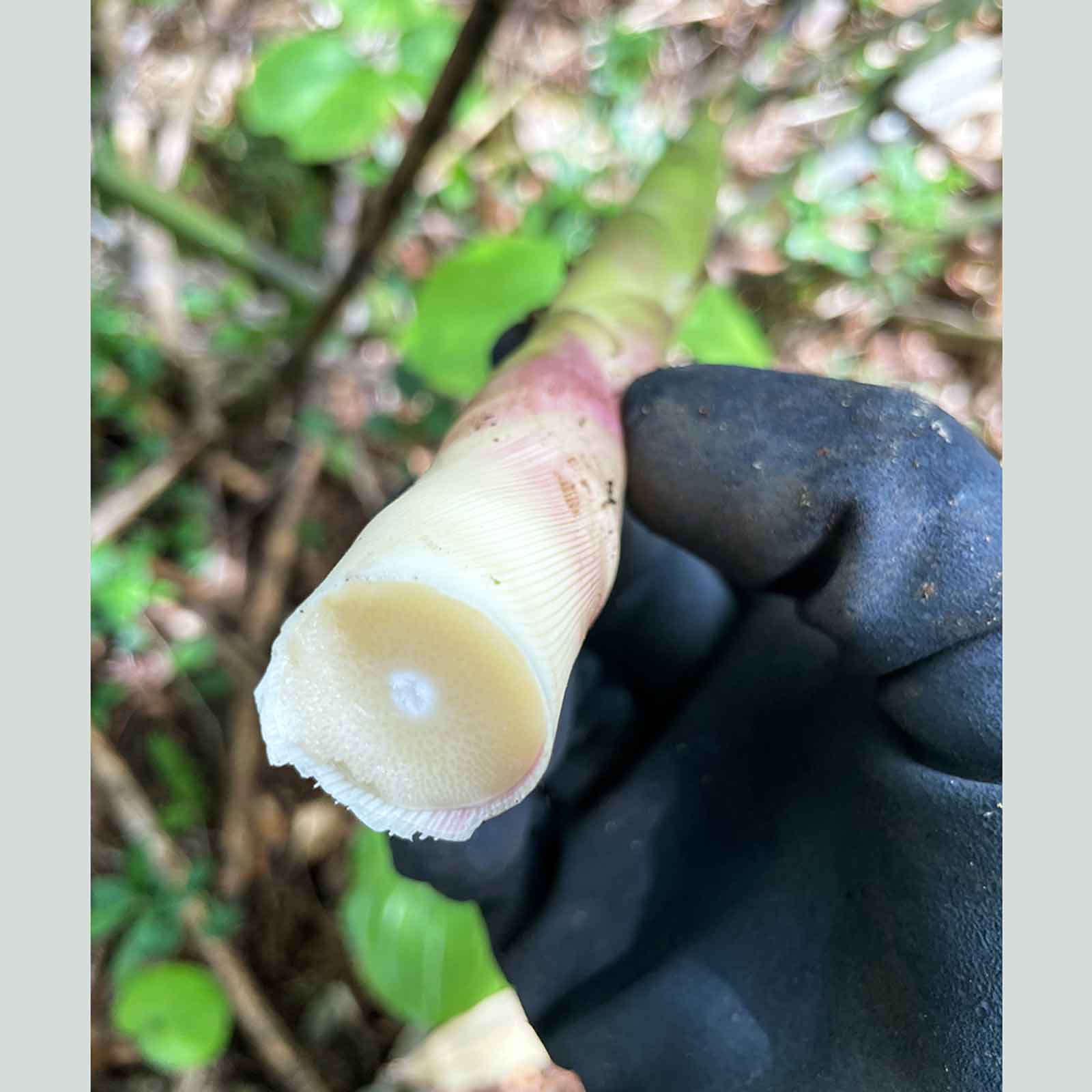 7UPキノコ/ヒメタケ採りフィールドワーク