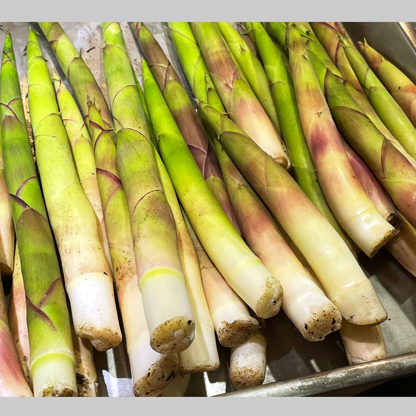 7UPキノコ/ヒメタケ採りフィールドワーク