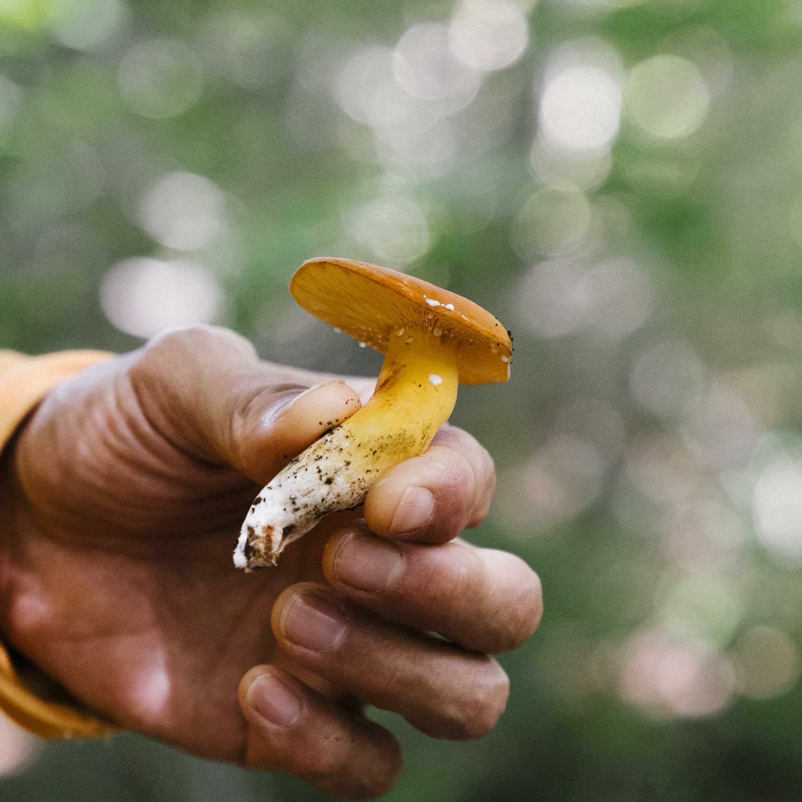 POPEYE エデュケーション・クラブ Vol.1／秋のキノコ狩り