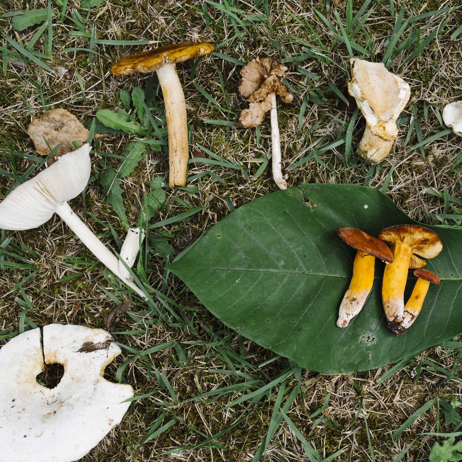 POPEYE エデュケーション・クラブ Vol.1／秋のキノコ狩り