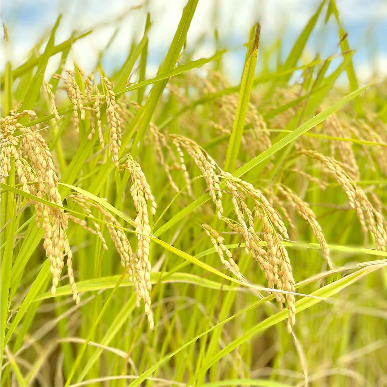 【令和7年産新米】shunji米/つきあかり5kg/岩手県産