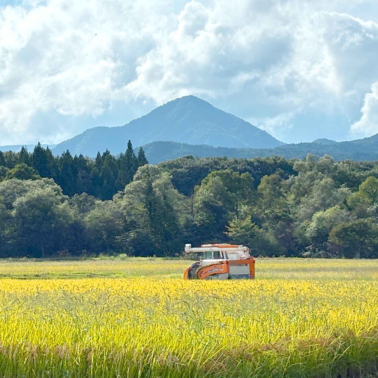 【令和7年産新米】shunji米/つきあかり5kg/岩手県産