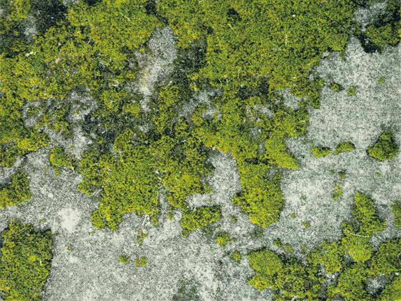 ڼ۸إޥåȡեѥޥå Office & Decor Mosstone / ⥹ȡ  145200cm