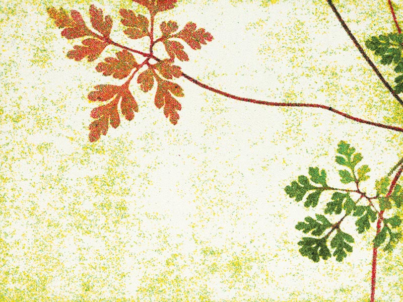 �ڼ��������۸��إޥåȡ����ե����ѥޥå� Office & Decor Wild Flower / �磻��ɥե� 90��120cm