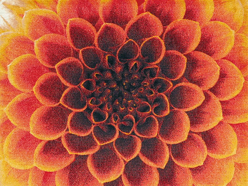 �ڼ��������۸��إޥåȡ����ե����ѥޥå� Office & Decor Dahlia / ���ꥢ  90��120cm